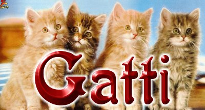 Gatti