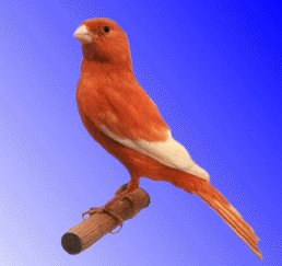 Allevamento sportivo del Ponente Ligure